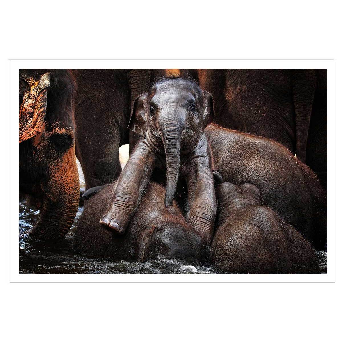 Affiche éléphant petit prince... Affiche seule