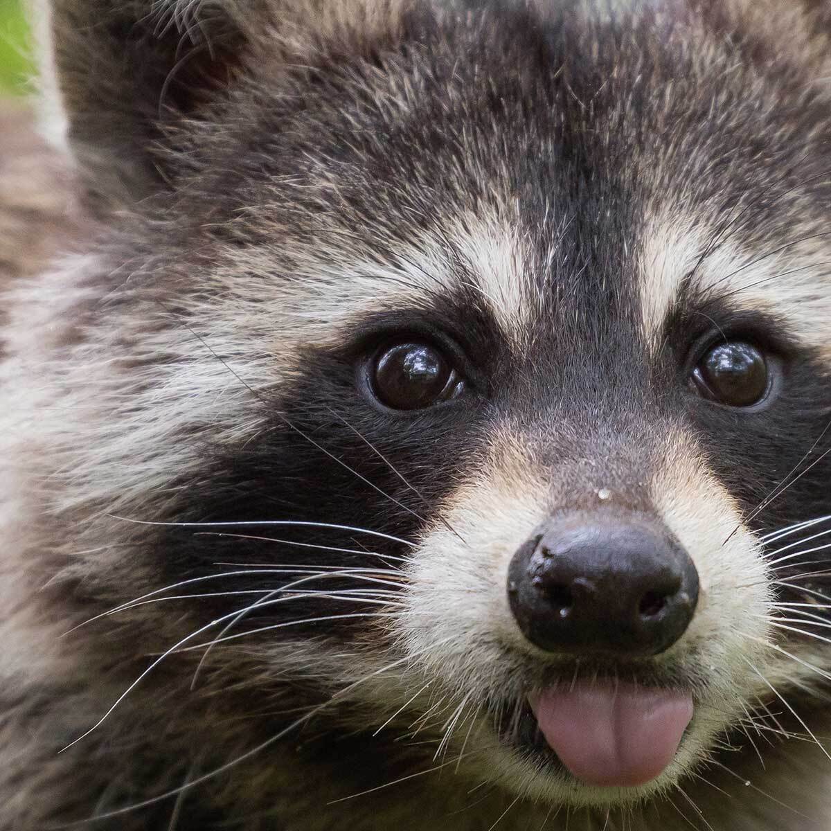 Tableau raton laveur curieux en gros plan Toile imprimée