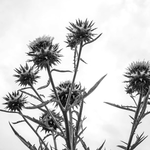 Tableau chardon noir et blanc Toile imprimée