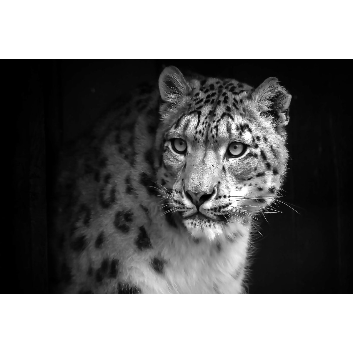 Tableau animaux le regard du léopard Toile imprimée