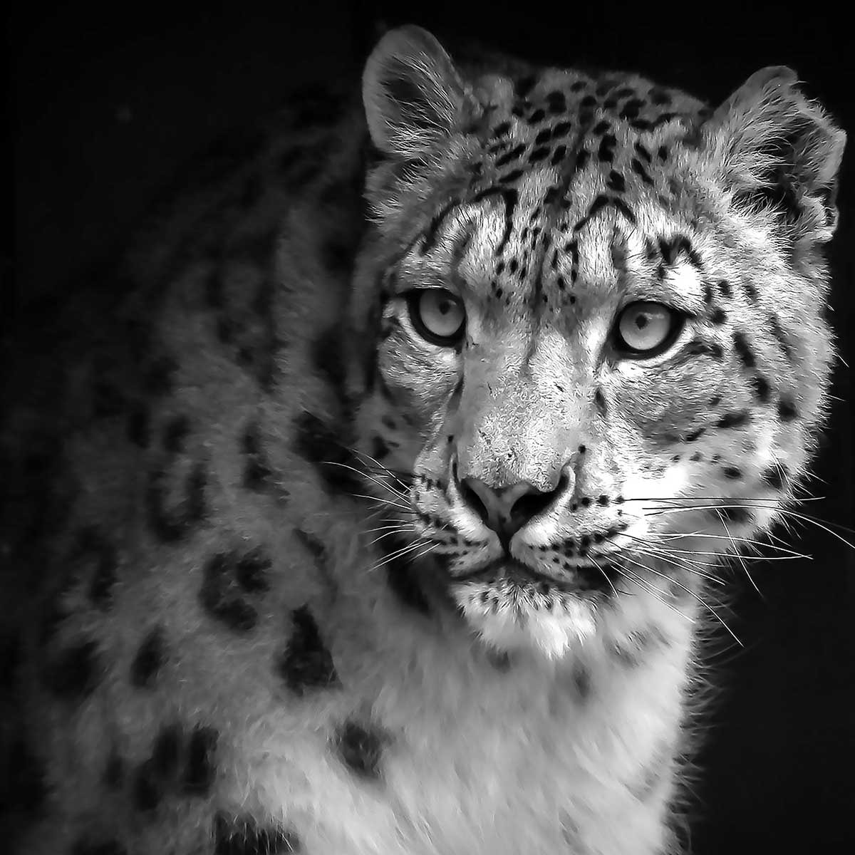 Tableau animaux le regard du léopard Tableau plexiglas