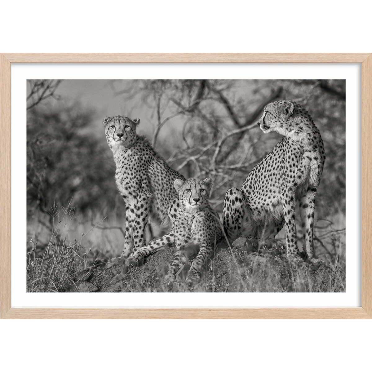 Affiche animaux 3 petits chats Affiche + cadre en bois - Chêne