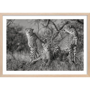 Affiche animaux 3 petits chats Affiche + cadre en bois - Chêne