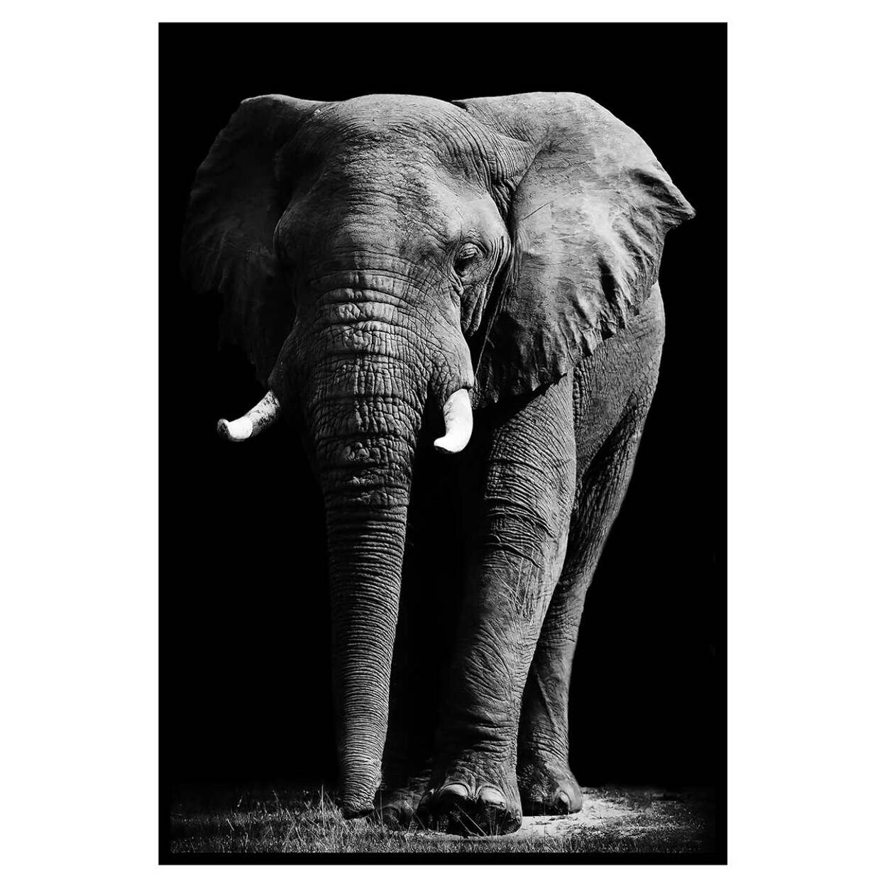 Affiche encadrée éléphant majestueux sur fond noir Affiche + cadre en métal - Noir