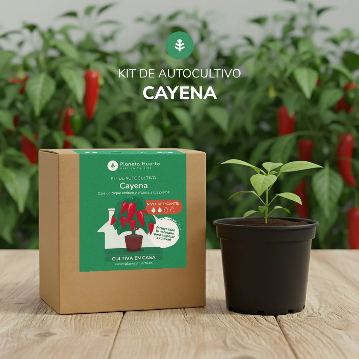 Kit de autocultivo Cayena Planeta Huerto