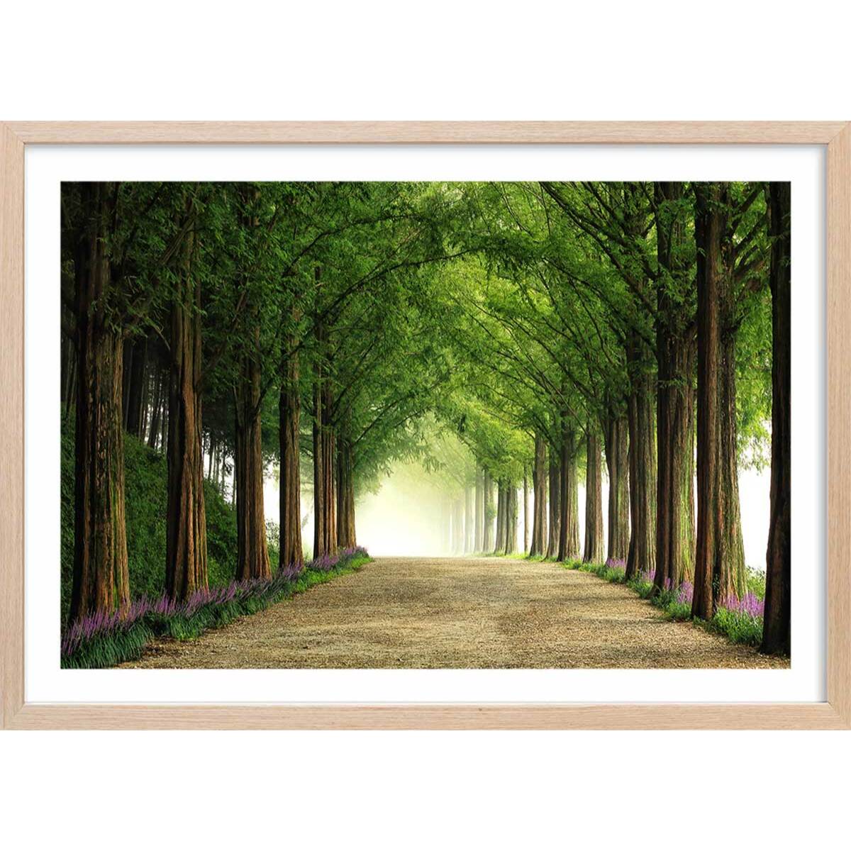 Affiche L'arbre Metasequoia Affiche + cadre en bois - Chêne