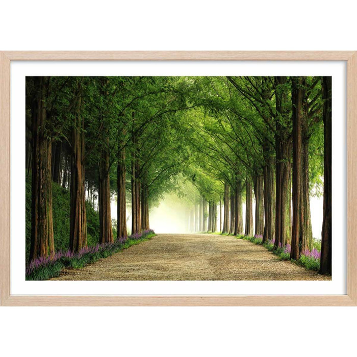 Affiche L'arbre Metasequoia Affiche + cadre en bois - Chêne