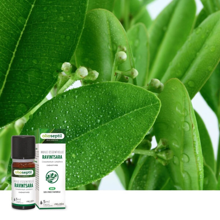 OLIOSEPTIL - Huile essentielle Ravintsara - 100% Pure et naturelle - BIO - Flacon de 5ml