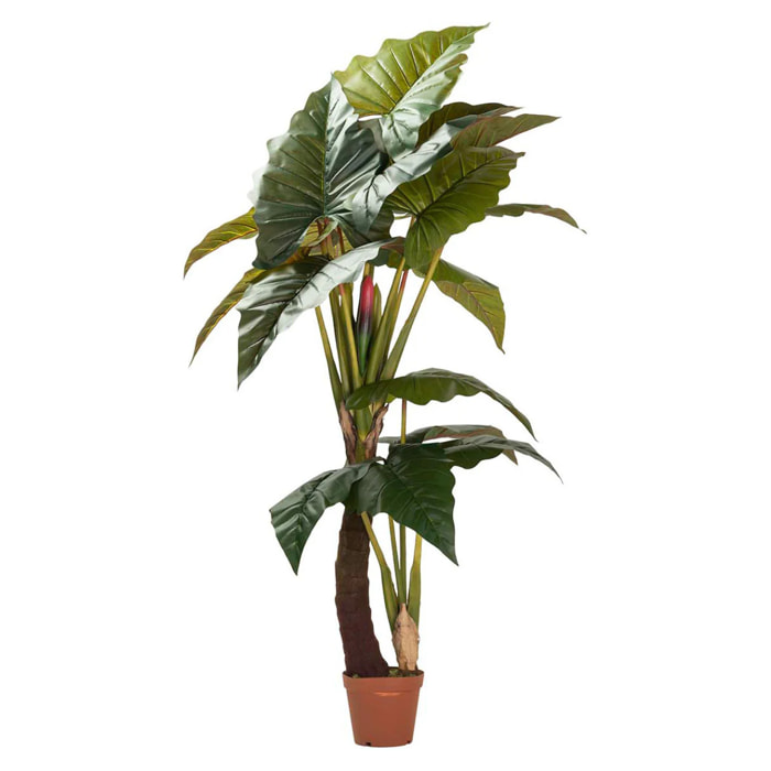 Planta Colocasia Esculenta 150x150x220 Cm