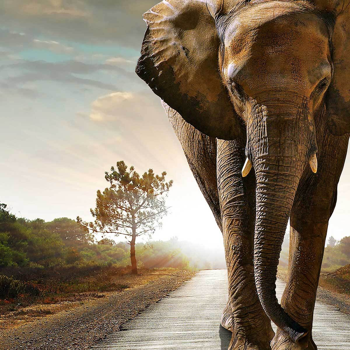Affiche encadrée – Éléphant solitaire sur la route, puissance et liberté Affiche + cadre en métal - Noir