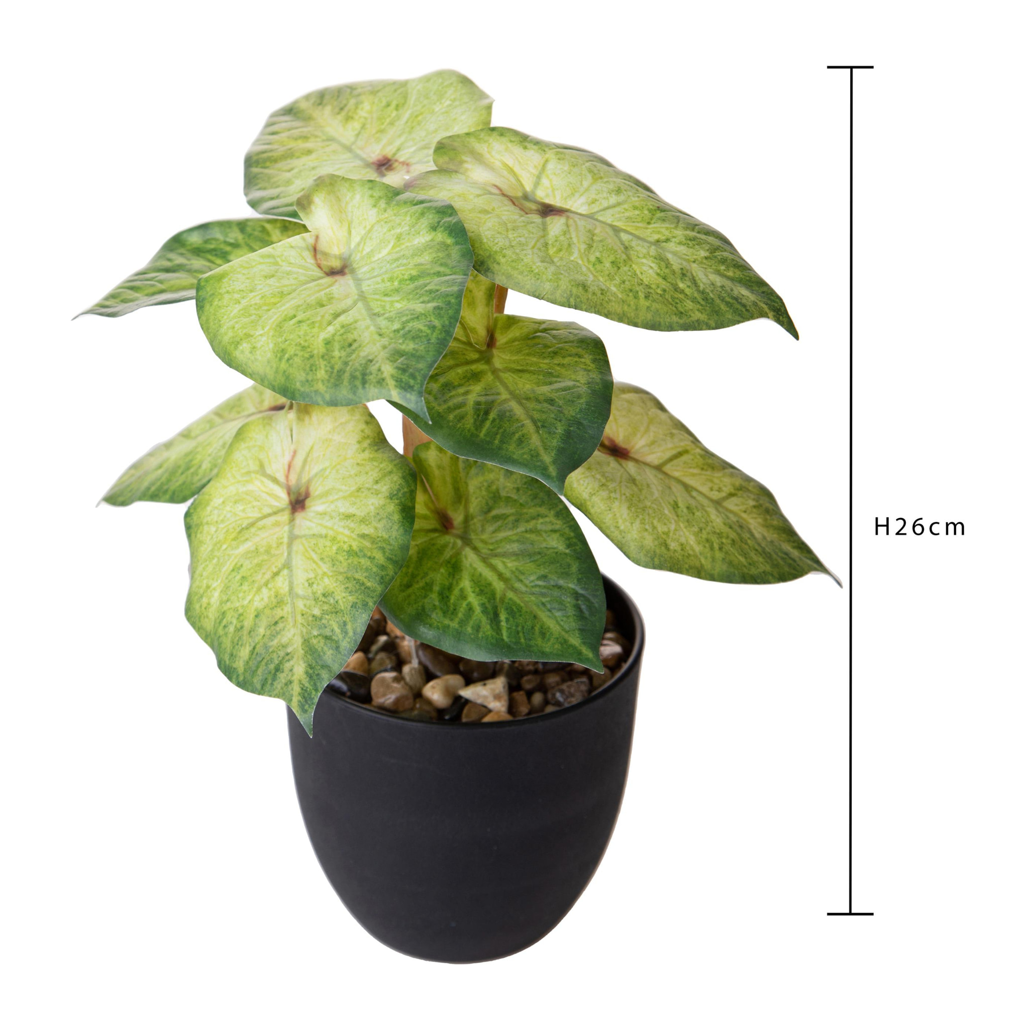 Syngonium Podophyllum In Vaso 26 Cm - Pezzi 3 - 12X26X11cm - Colore: Verde - Bianchi Dino - Piante Artificiali