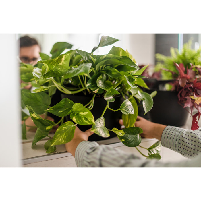 Macetas de pared autorriego negras con 6 plantas colgantes