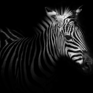 Affiche zebre dans la lumière Affiche sous cadre noir