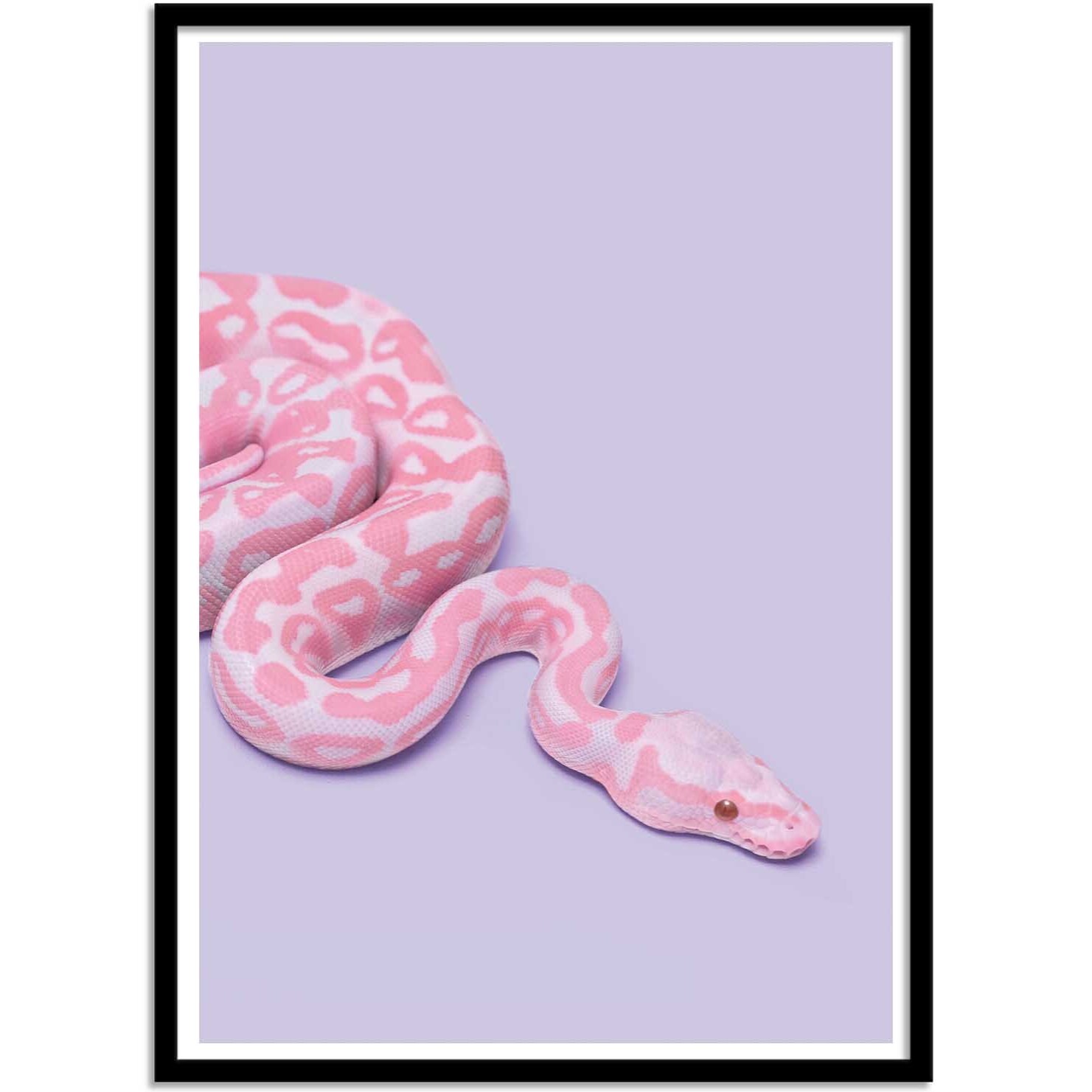 Affiche - Pink Snake - Paul Fuentes