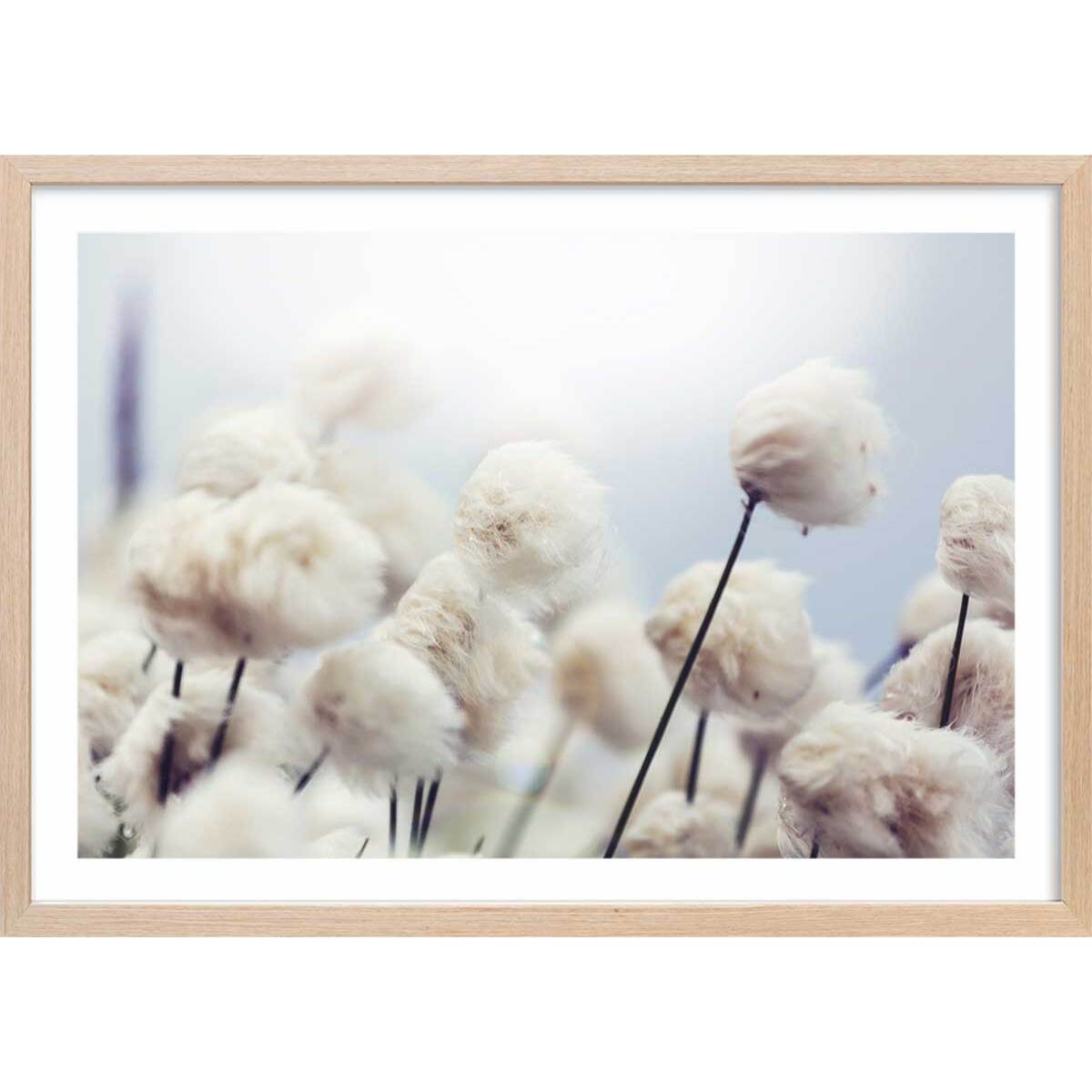 Affiche fleurs de coton au vent Affiche + cadre en bois - Chêne