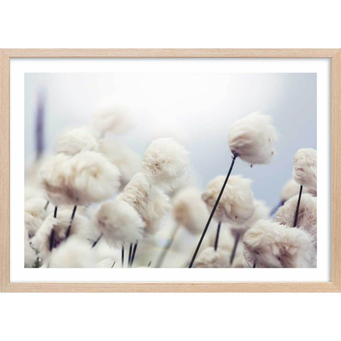 Affiche fleurs de coton au vent Affiche + cadre en bois - Chêne