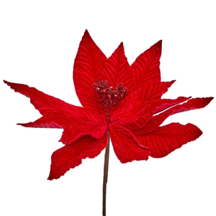BCH POINSETTIA ROUGE H75