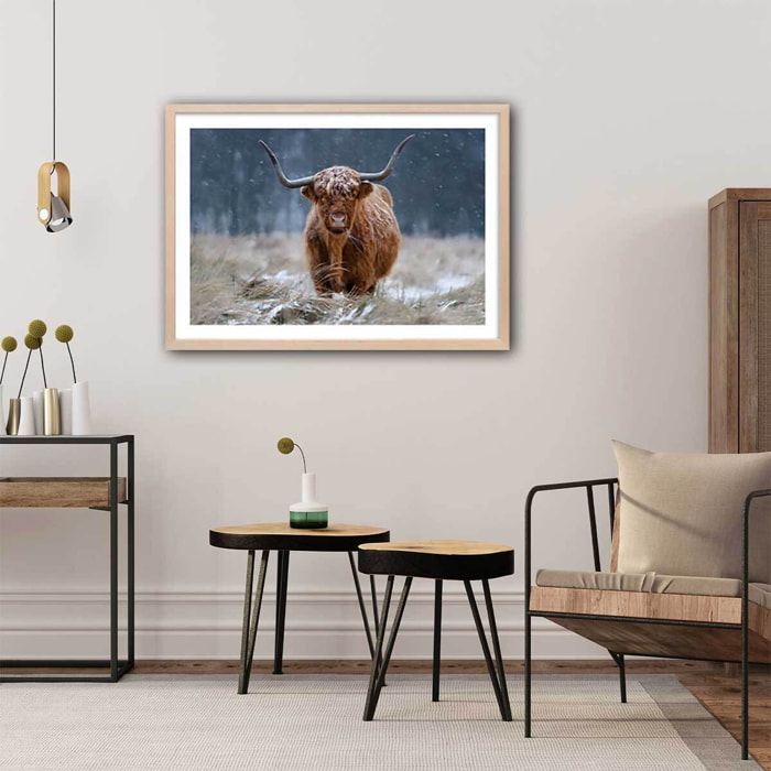 Affiche Vache Highland Affiche + cadre en bois - Chêne