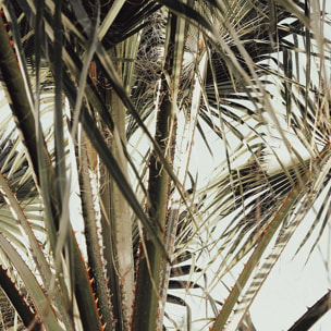 Tableau cœur de palmier Tableau plexiglas