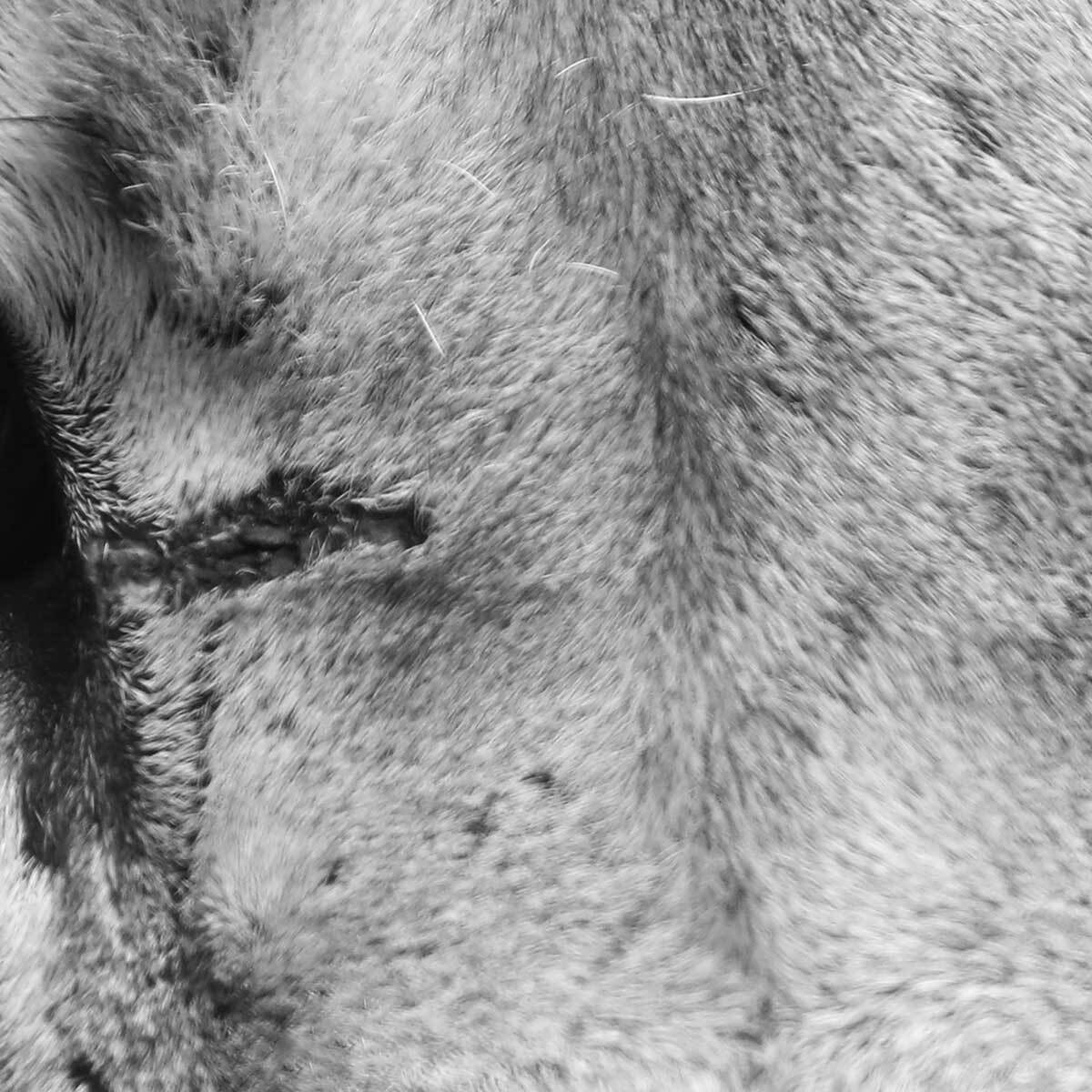 Affiche encadrée regard de loup en gros plan Affiche + cadre en métal - Noir