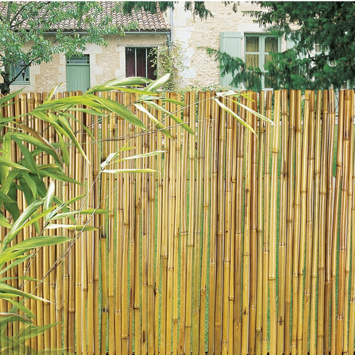 Cañizo Entero Barnizado Bambooflex