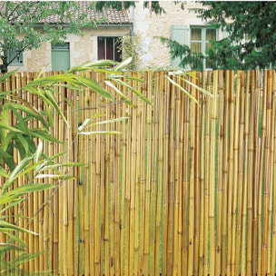 Cañizo Entero Barnizado Bambooflex