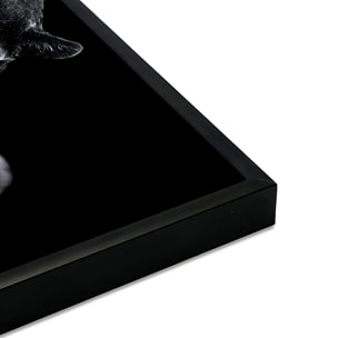 Affiche encadrée panthère noire Affiche + cadre en métal - Noir