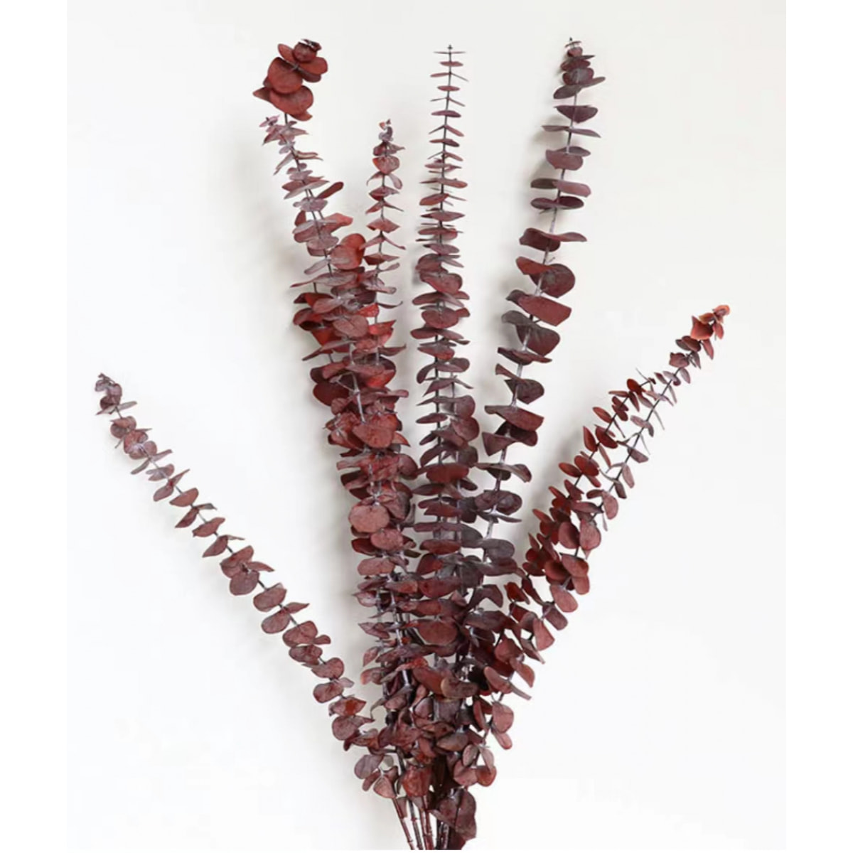 Eucalipto spiral preservato - Pezzi 1-W15 X D3 H65 CM - Naturale - Bianchi Dino SpA