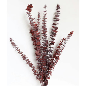 Eucalipto spiral preservato - Pezzi 1-W15 X D3 H65 CM - Naturale - Bianchi Dino SpA