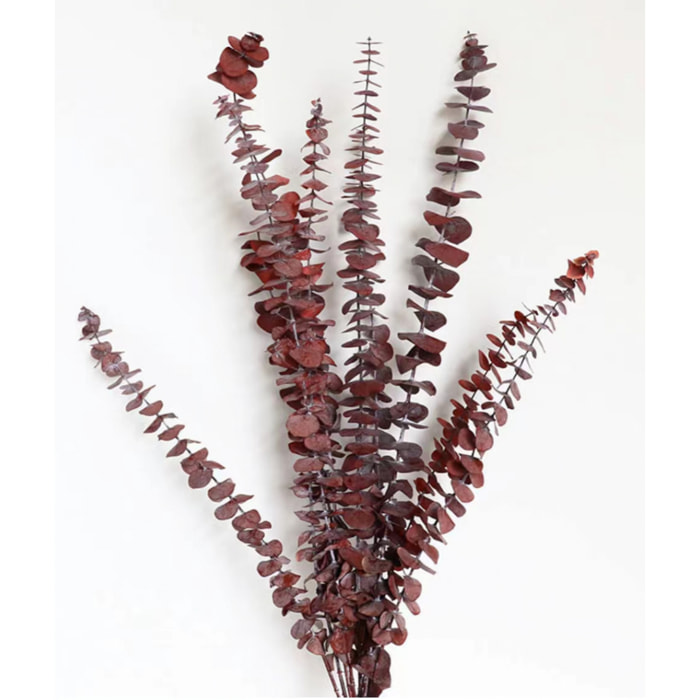 Eucalipto spiral preservato - Pezzi 1-W15 X D3 H65 CM - Naturale - Bianchi Dino SpA