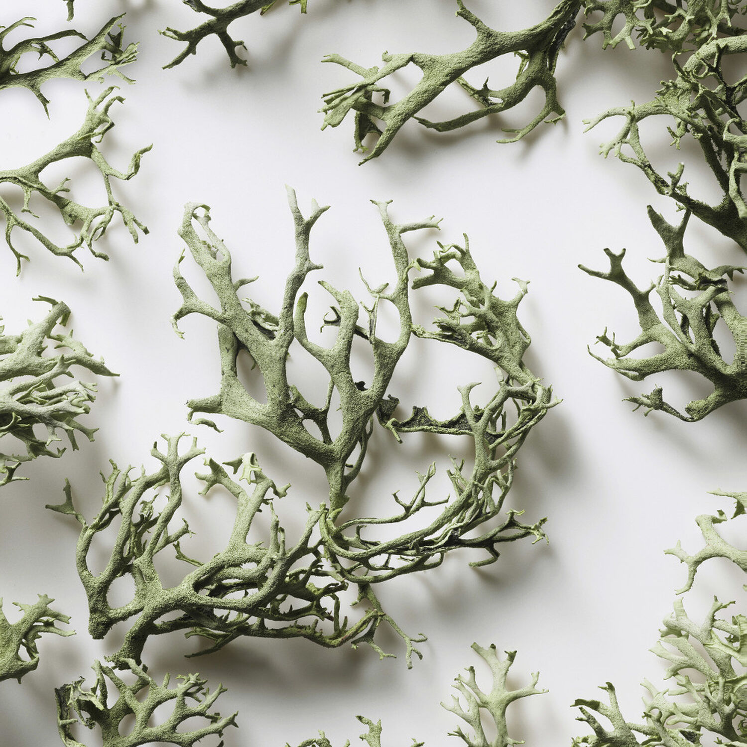 Big Pony - Eau de Toilette