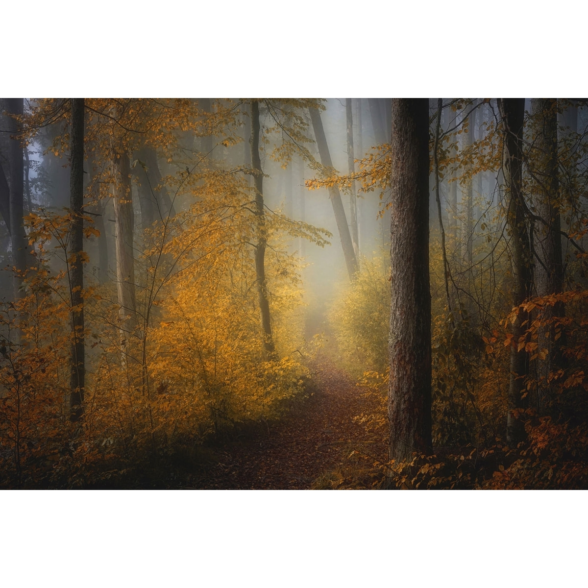 Tableau Automne rouge Tableau alu Dibond