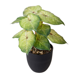 Syngonium Podophyllum In Vaso 26 Cm - Pezzi 3 - 12X26X11cm - Colore: Verde - Bianchi Dino - Piante Artificiali