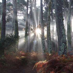 Affiche paysage brume landaise Affiche + cadre en bois - Chêne