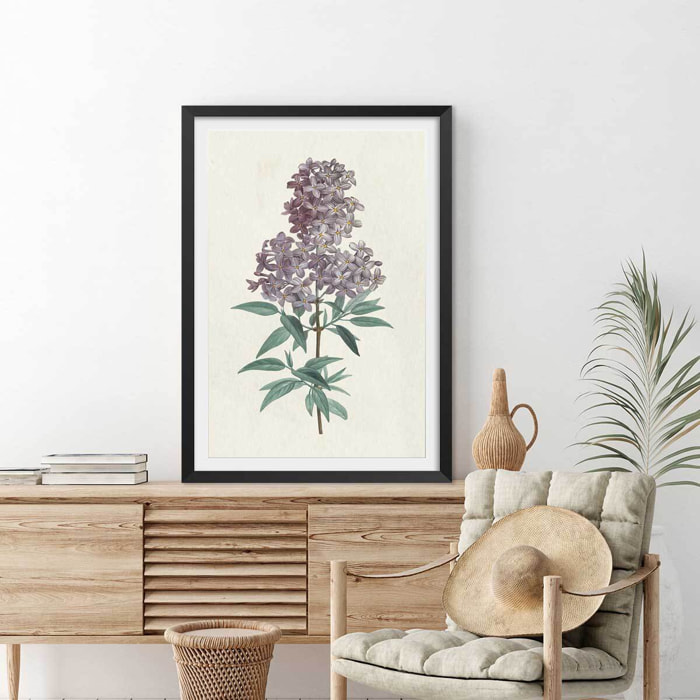Affiche fleurs de Lilas vintage Affiche + cadre en bois - Noir