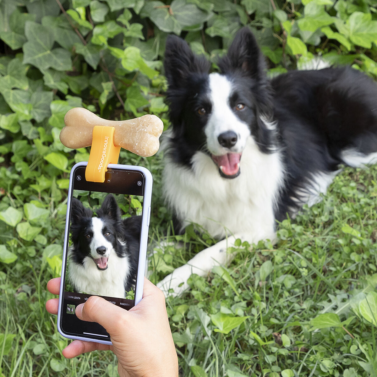 Pack Clip pour Selfies pour Animaux Familiers et Hamac Suspendu pour Chats InnovaGoods