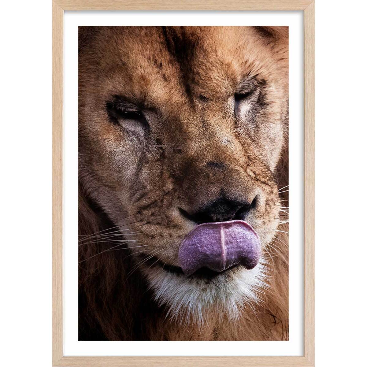 Affiche animaux delice de lion Affiche + cadre en bois - Chêne