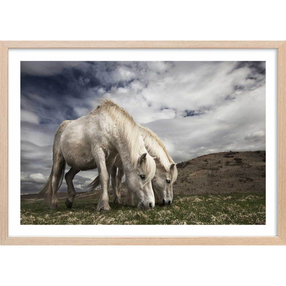 Affiche Chevaux blancs Affiche + cadre en bois - Chêne