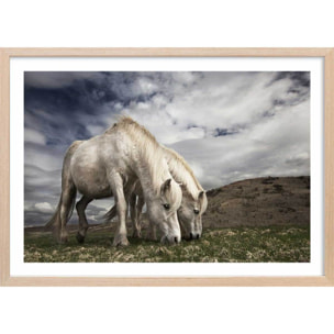 Affiche Chevaux blancs Affiche + cadre en bois - Chêne