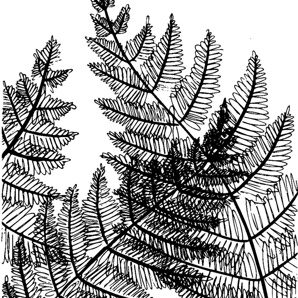 Tableau landes fougères Tableau alu Dibond