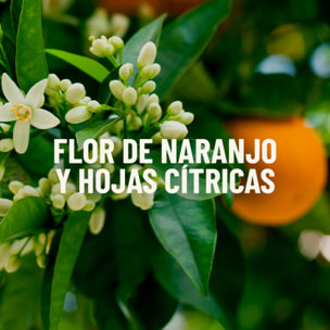 Botanical Origin Suavizante para ropa ecológico Fragancia Flor de naranjo y hojas cítricas 150 lavados (3x50 dosis)