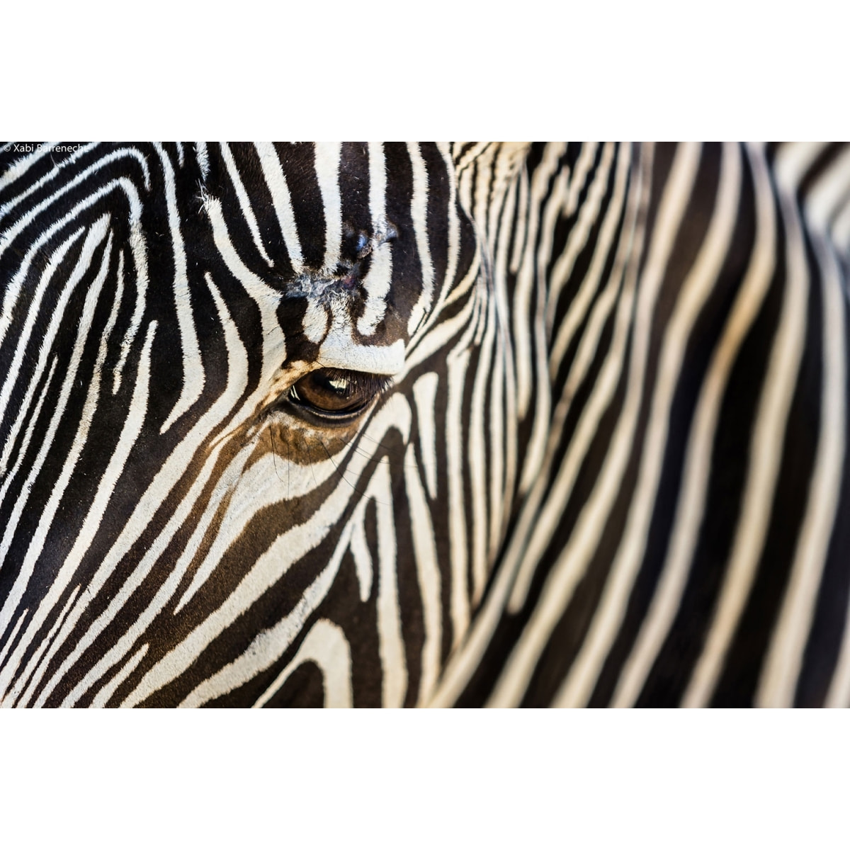 Tableau zèbre Tableau alu Dibond