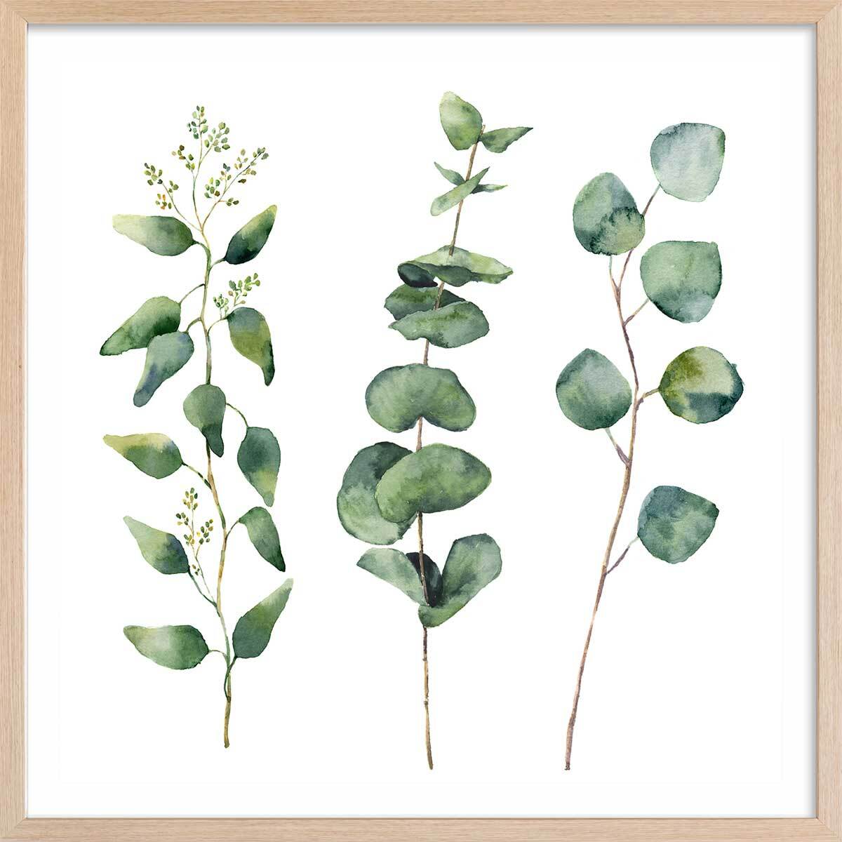 Affiche aquarelle eucalyptus Affiche + cadre en bois - Chêne