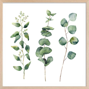 Affiche aquarelle eucalyptus Affiche + cadre en bois - Chêne