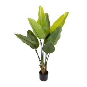 Real touch sterlizia - Pezzi 1 - Colore: Verde - Bianchi Dino