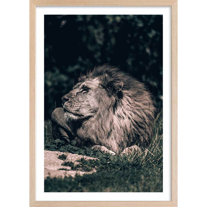 Affiche lion mon roi Affiche + cadre en bois - Chêne