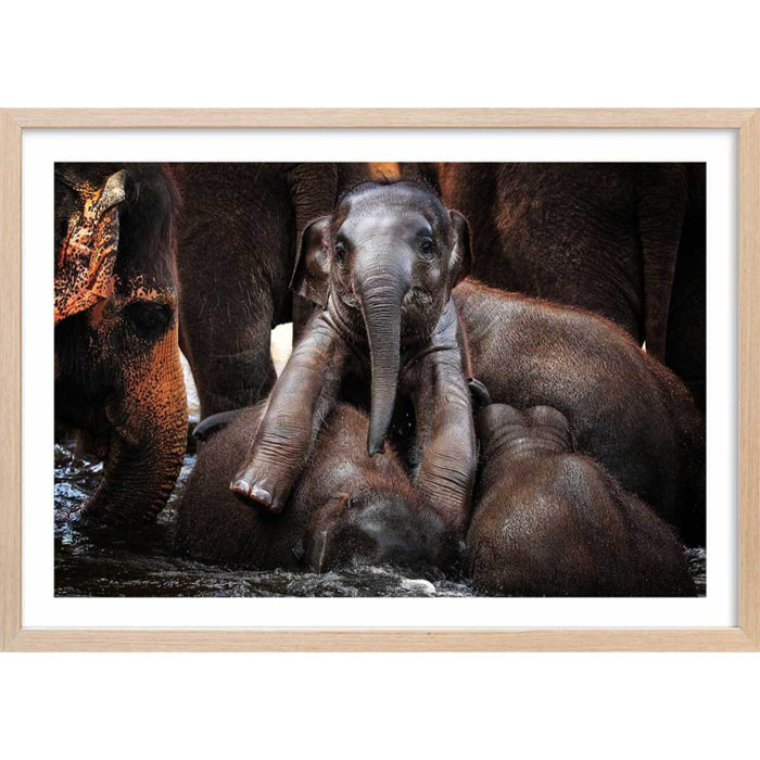 Affiche éléphant petit prince... Affiche + cadre en bois - Chêne