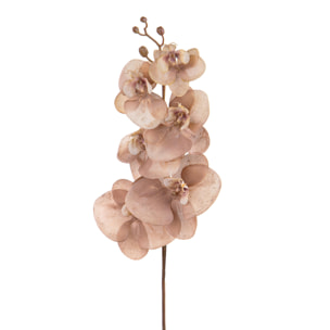 Phalenopsis br/gold - Pezzi 12 - BEIGE - Bianchi Dino SpA