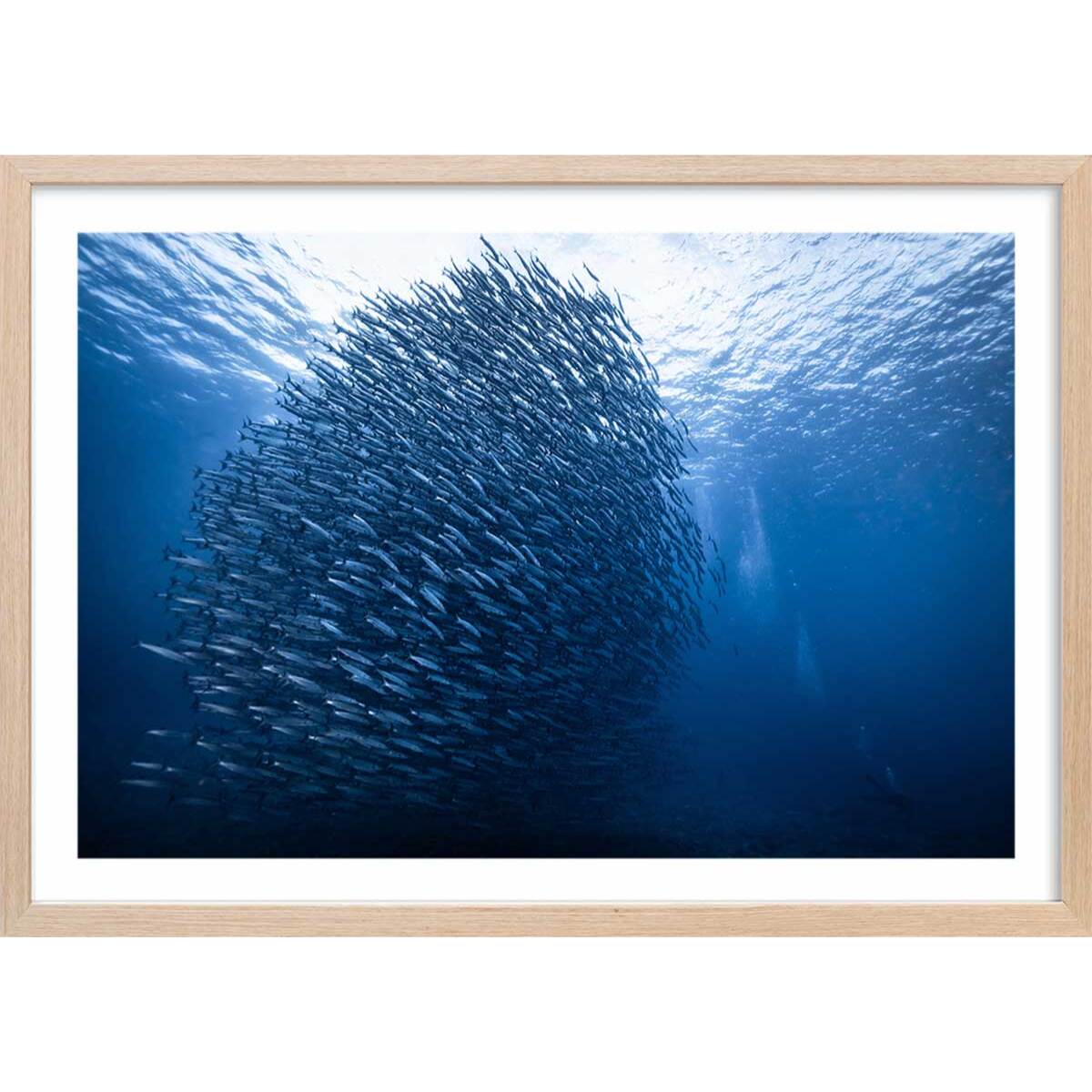 Affiche Masse bleue Affiche + cadre en bois - Chêne