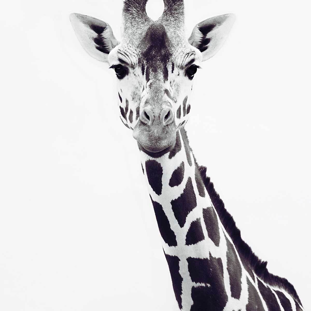 Affiche enfant girafe noire  Affiche + cadre en bois - Chêne